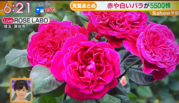 テレビ朝日グッドモーニング
