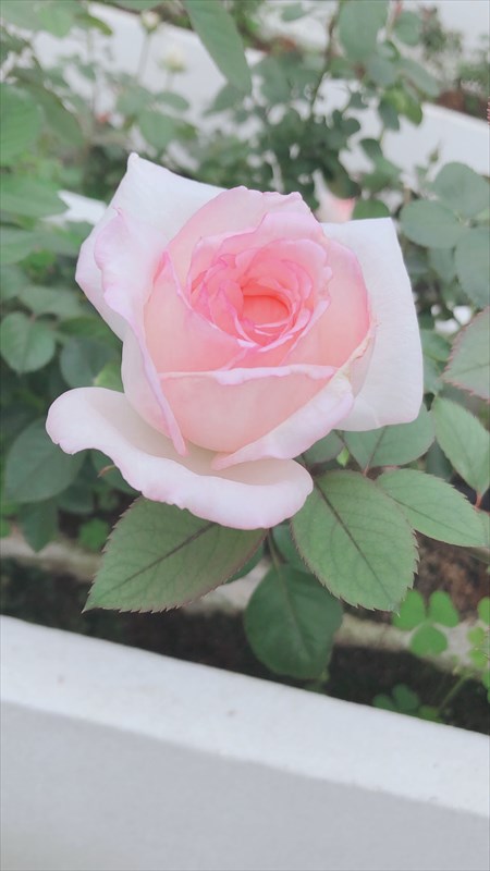 24