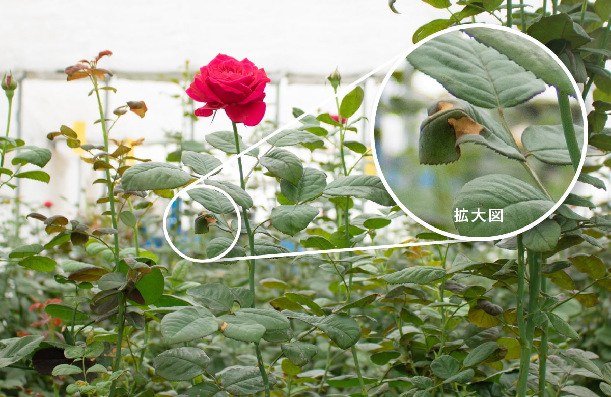 ROSE BEFORE
