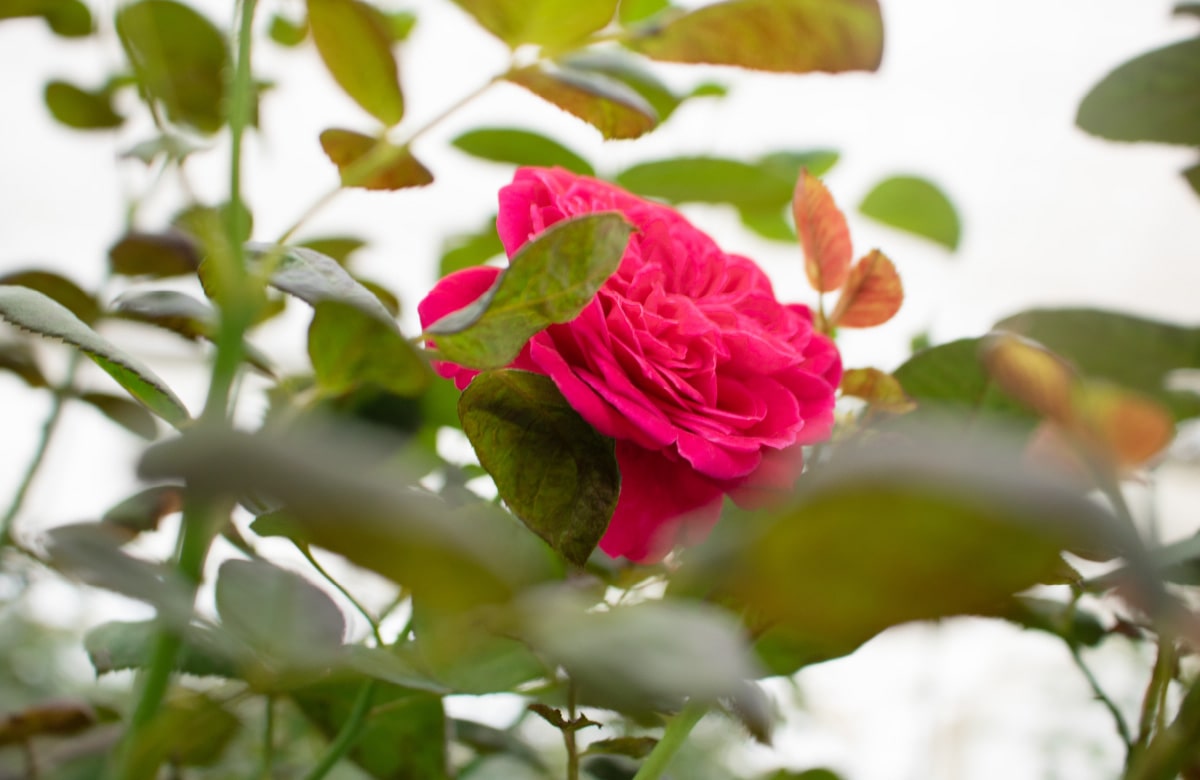 ROSE FLOWER