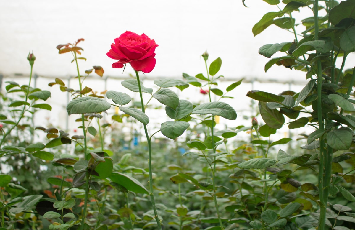 ROSE AFTER