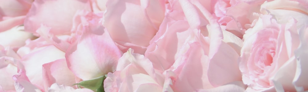 24ROSE
