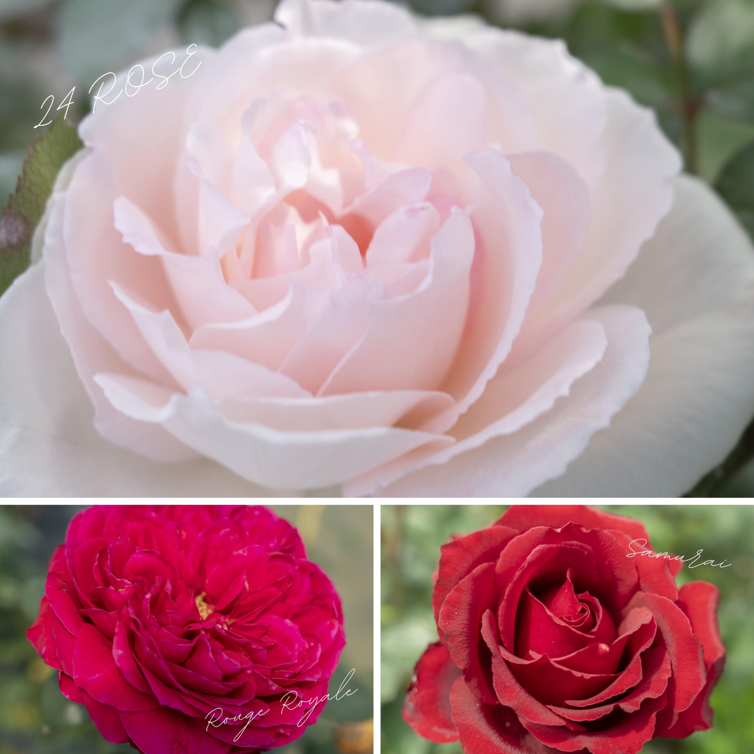 開花したバラの画像
