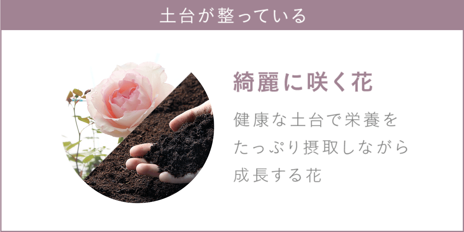 土台が整っている　綺麗に咲く花　健康な土台で栄養をたっぷり摂取しながら成長する花