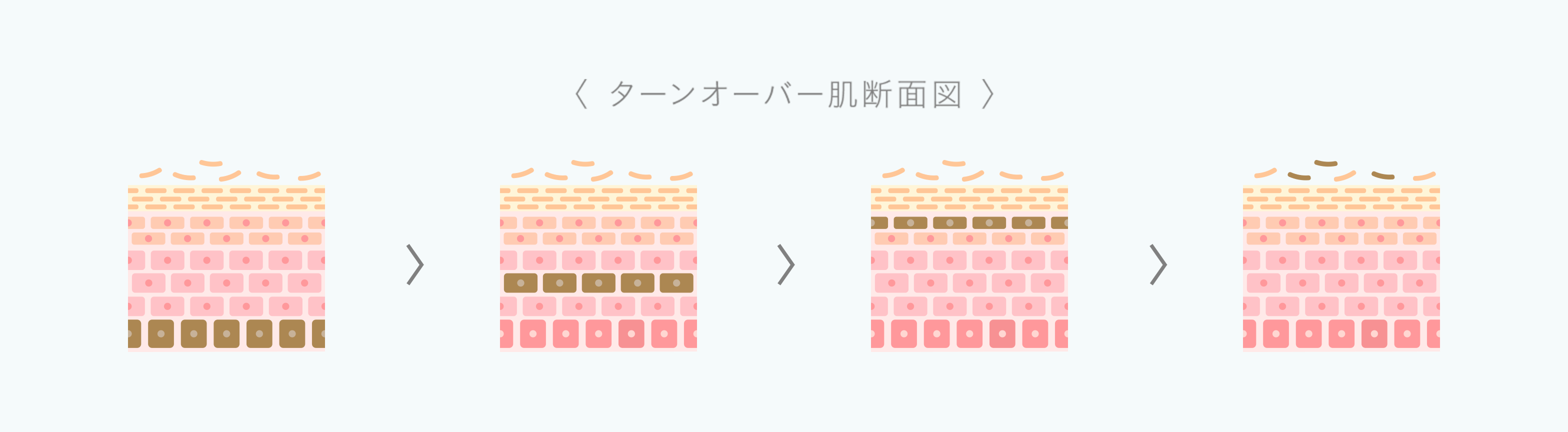 ターンオーバー肌断面図